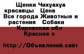 Щенки Чихуахуа красавцы › Цена ­ 9 000 - Все города Животные и растения » Собаки   . Кировская обл.,Красное с.